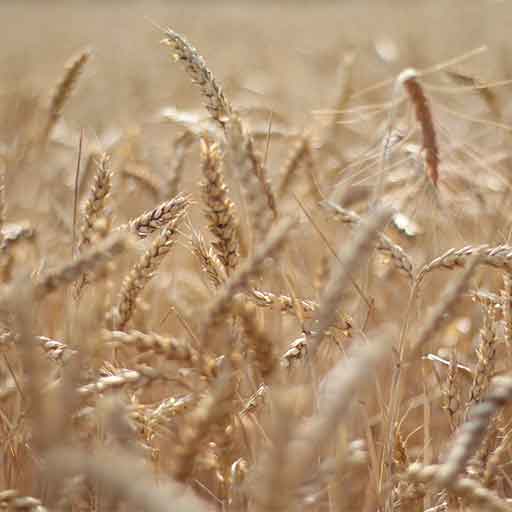 agricultural produce